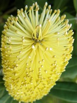 yellow bottle brush