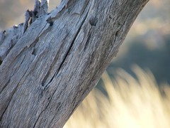 deadwood
