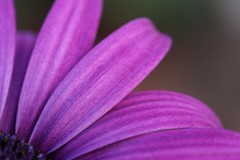 purple brilliance