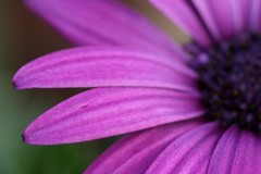 vivid flower