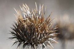 spiky weed
