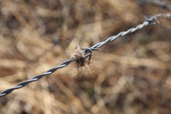 caught on the wire