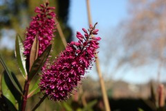 deep pink flower