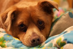 sleepy dog