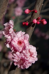 winter cherry blossom