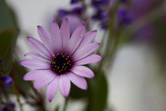 in bloom