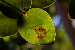 fragility