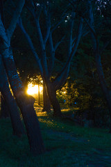 fairy dust in the enchanted forest