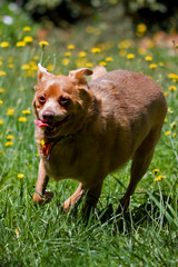 the worlds most excited dog