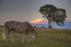 hungry horse