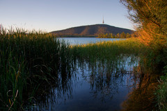 in amongst the reeds