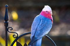 sunbathing galah