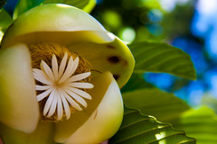 unexpected flower