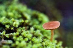 the fungus among us