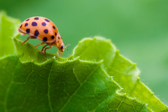 ladybeetle on leaf